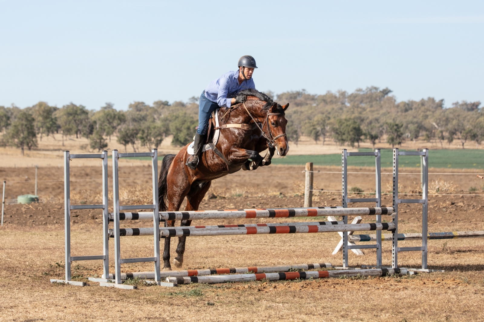 Our Stallions » Finch Farm